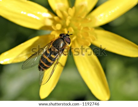 Macro of Hoverfly on a buttercup