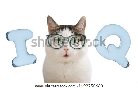 iq letters and funny cat in glasses close up portrait isolated on white
