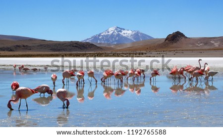 Flamingos in Laguna Hedionda located near the Uyuni Salt Flat (Salar de Uyuni) in Bolivia, South America Royalty-Free Stock Photo #1192765588