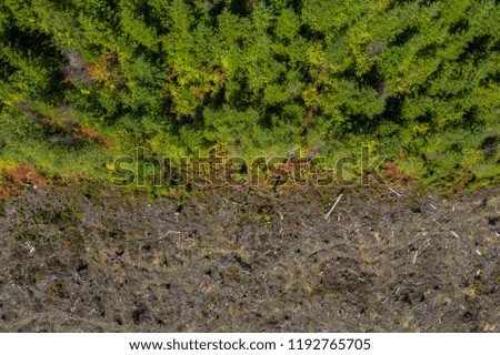 Aerial drone view of deforestation of a pine forest