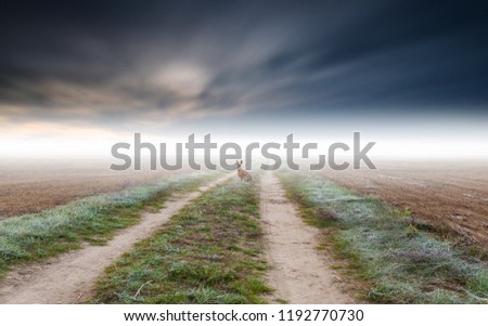 Surreal calm foggy landscape with hare sitting on sandy road in fog. Picture good for horror digital background.
