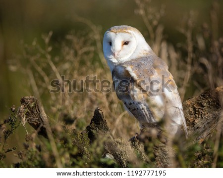 Barn Owl portrait in its environment