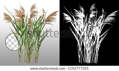Cattail and reed plant isolated on a transparent background via an alpha channel of great precision. Distaff and bulrush. High quality mask without unwanted edge. High Res for professional composition