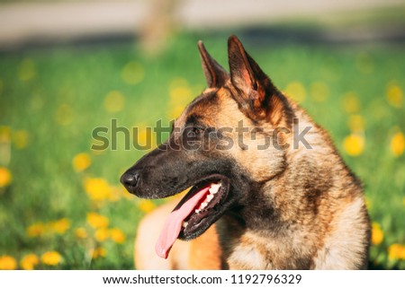 Malinois Dog Sit Outdoors In Grass. Belgian Sheepdog, Shepherd, Belgium, Chien De Berger Belge Dog. Royalty-Free Stock Photo #1192796329