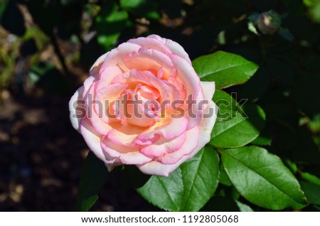 Garden Rose Isolated