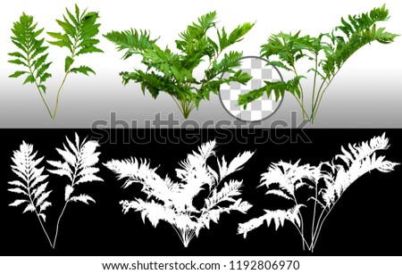 Leafs of braken fern plant isolated on a transparent background via an alpha channel of great precision. High quality mask without unwanted edge. Very high resolution for professional composition.