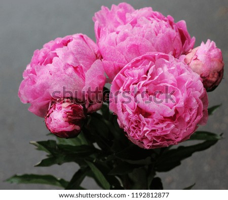 peonies pink flowers
