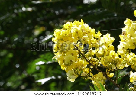 Senna spectabilis flowers or Cassia excelsa, Cassia fastigiata Royalty-Free Stock Photo #1192818712