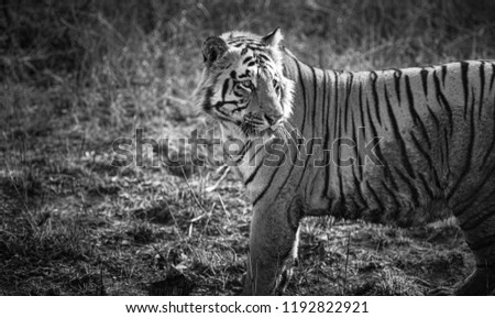Matkasur (tiger) of Tadoba National Park strolling across his territory, India, Asia
