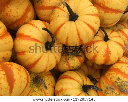 Mini Striped Pumpkins