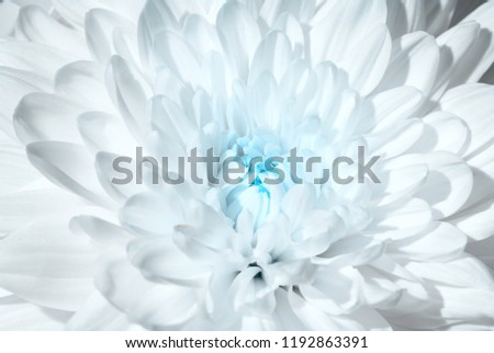 Beautiful magenta chrysanthemum  bouquet. Flower background, garden flowers. Horizontal autumn flowers art background. Space in background for copy, text, your words.