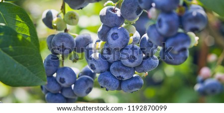 Blueberries - delicious, healthy berry fruit. Vaccinium corymbosum, high huckleberry bush.  Blue ripe fruit on the healthy green plant. Food plantation - blueberry field, orchard.
 Royalty-Free Stock Photo #1192870099