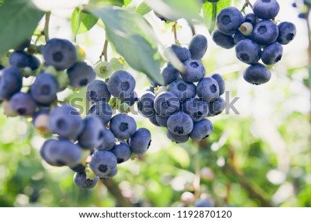 Blueberries - Vaccinium corymbosum, high huckleberry, blush with abundance of crop. Blue ripe berries fruit on the healthy green plant. Food plantation - blueberry field, orchard. Royalty-Free Stock Photo #1192870120