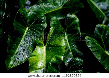 Beautiful nature background with green leaf and drop water after raining in the forest with dark tone,copy space