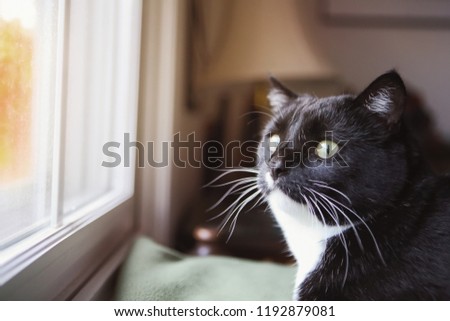 Funny cat looking out window with a surprised expression on alert