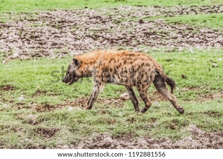 Spotted hyena ecological environment in Amboseli National Park, Kenya