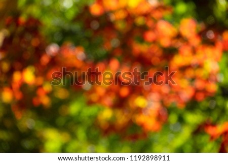 Blurry leafs in autumn
