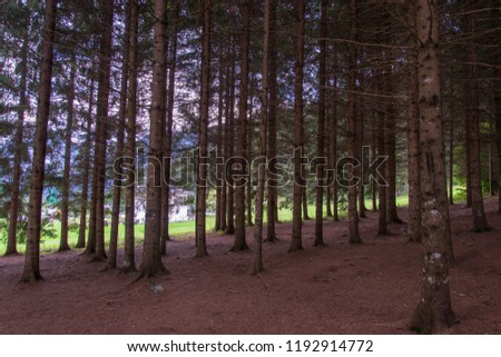 beautiful picture of a pine-tree forest in Auronzo di Cadore italy 