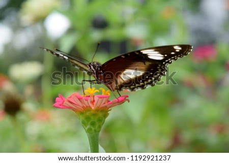 Butterfly looking for nectar on asteraceae flower