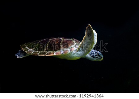 Sea turtles are swimming on black background