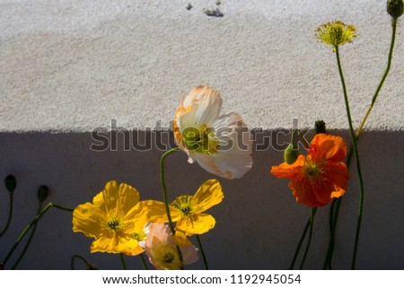 Dazzling pale pastel and orange  poppies  flowering plants in  subfamily Papaveroideae  family Papaveraceae colorful single herbaceous plant, flowering in spring are a charming and decorative plant.