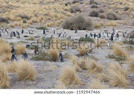 Penguins at Cabo Dos Bahías reserve, Argentina.  