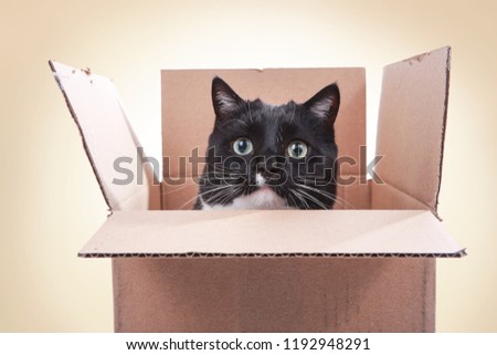 Black and white tuxedo cat looking out from inside a box, teeth marks on flaps