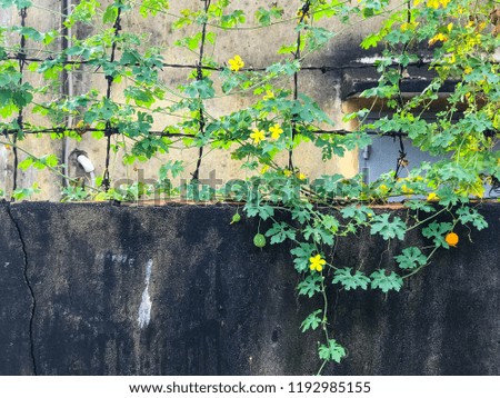 Bitter gourd, fence & old wall