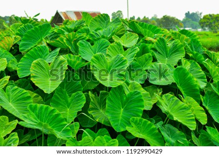 Green leaves of Giant Taro, Alocasia Indica.