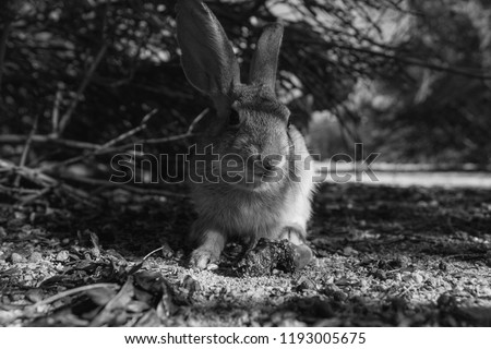 Black and white study of a cute wild young desert cottontail rabbit. This cotton tail bunny is a native of the Sonoran desert and is in natural habitat. Pima County, Tucson Arizona. Autumn of 2018.
