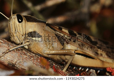 Macro photo of Acanthacris Ruficornis, more commonly known as the Brown-headed Bird Grasshopper, hiding among the leaves of a Copperleaf plant. Western Cape, South Africa.
