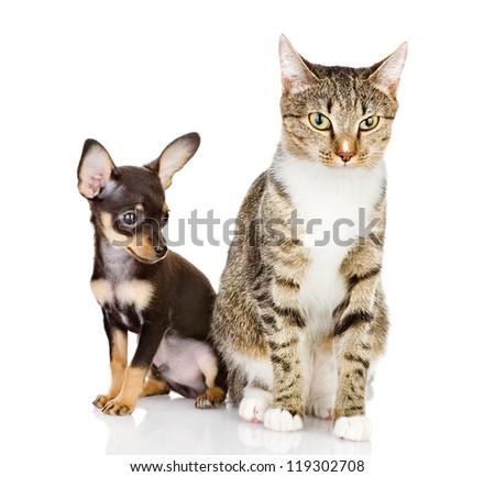 puppy with a cat attentively look in the camera. isolated on white background