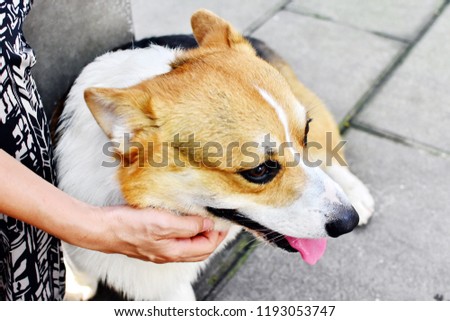 Touch dog with love, Welsh Corgi dog closed eyes in relax during owner touching at neck, happy pet concept with space in picture