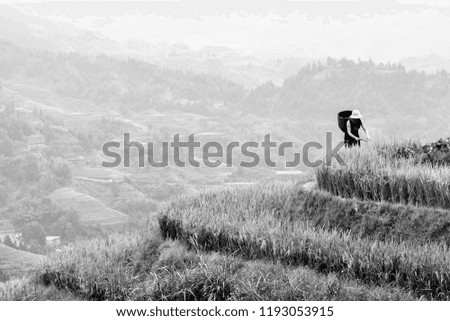 Fields of rice on the Southern of China (Longji near Guilin) in september october. pictures black and white