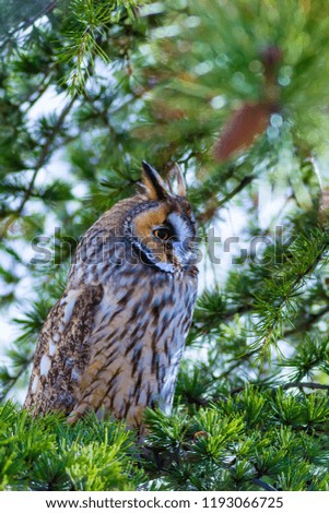 Forest and owl.  Pine tree. Bird: Long eared Owl. Asio otus. Nature background. 