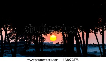 sunset between the trees