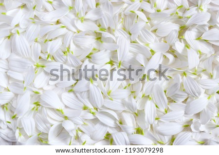 Multiple petals of white chrysanthemum    on white background. Contrast-enhanced picture. Nature background