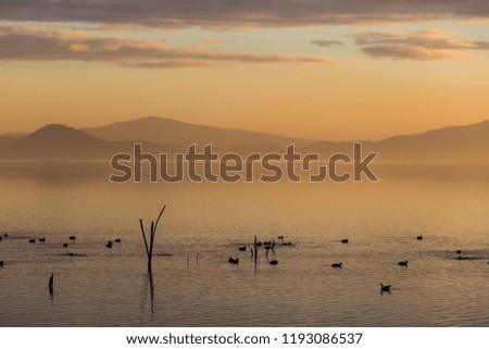Beautiful view of a lake at sunset, with orange tones and birds flying and on water