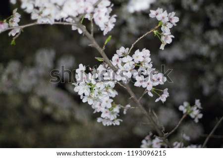 An electronic flash photographed cherry blossoms.