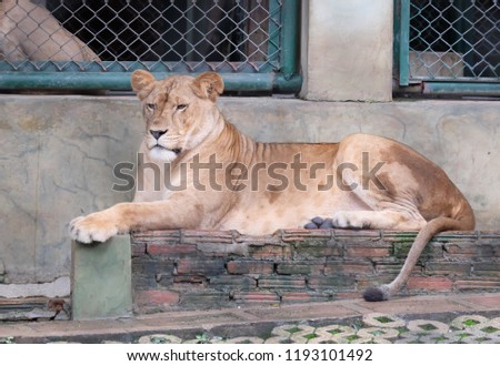 Lion in the cage, Lion in Thailand