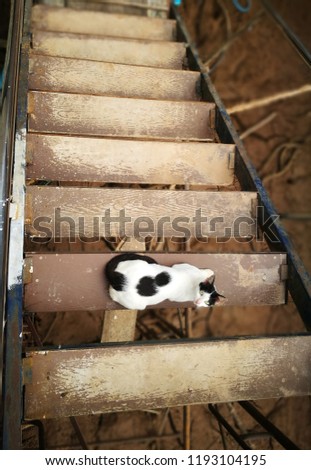 White and black Cat on staircase outdoor.
