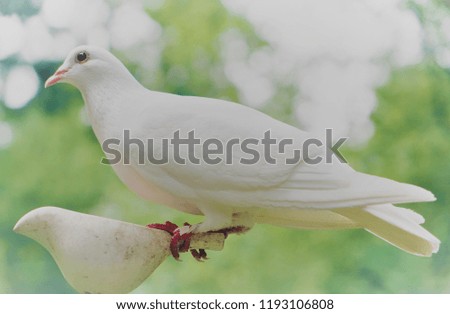 Beautiful White Bird showing Peace. Lovely Picture.