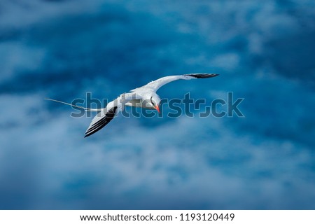 Wildlife scene from Little Tobago. White bird flight in the nature, Trinidad. Red-billed Tropicbird, Phaethon aethereus, rare bird from Caribbean. Flying Tropicbird with dark blue sea in background.  Royalty-Free Stock Photo #1193120449