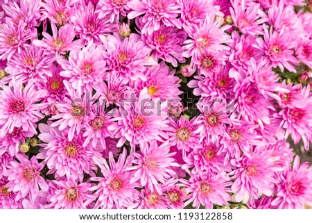 Closeup of natural pink chrysanthemum under the soft end of summer light