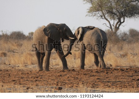 Two young elephant test each other at a waterhole in the Kalahari