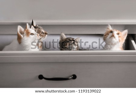 Cute little kittens in open drawer