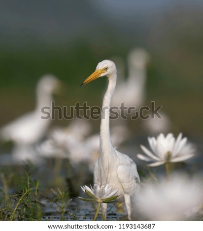  Egret in water lily pond 