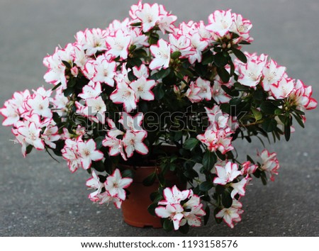 Azalea or Rhododendron