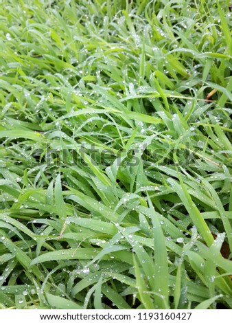Dew drops on the morning grass.