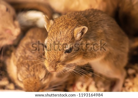 A gerbil or called desert rats is a small mammal.